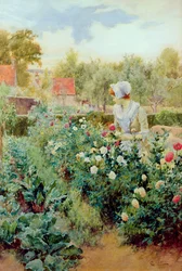 Dahlien, 1896